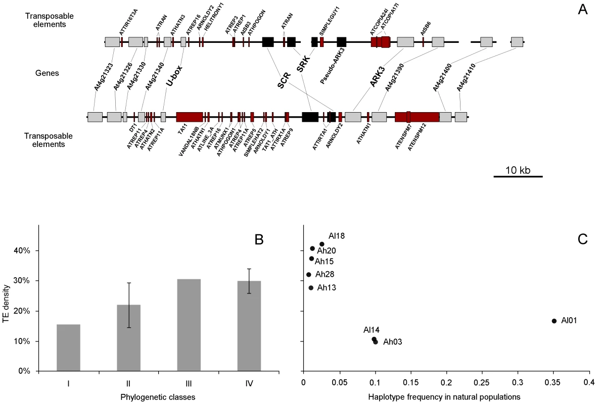 Comparative annotation of genes and transposable elements, mean TE density, and TE density according to frequency.