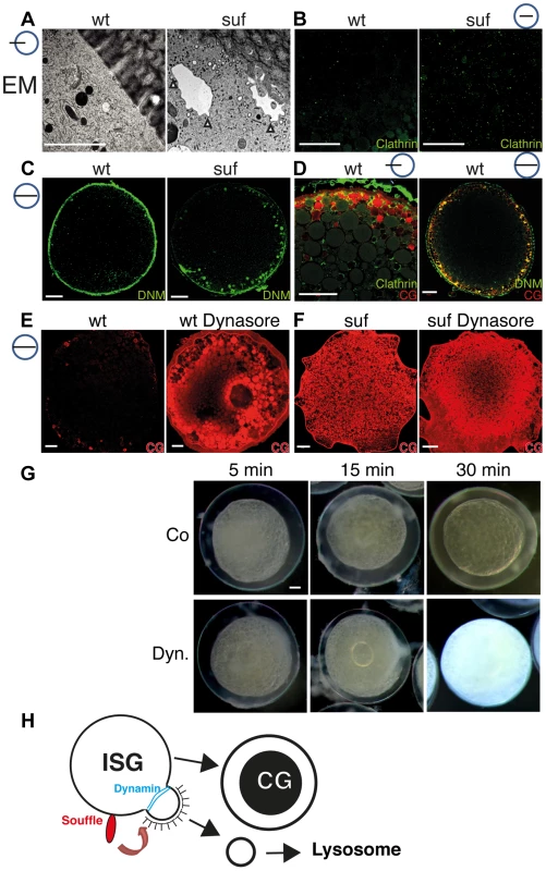 Suf/Spastizin regulates vesicle fission.