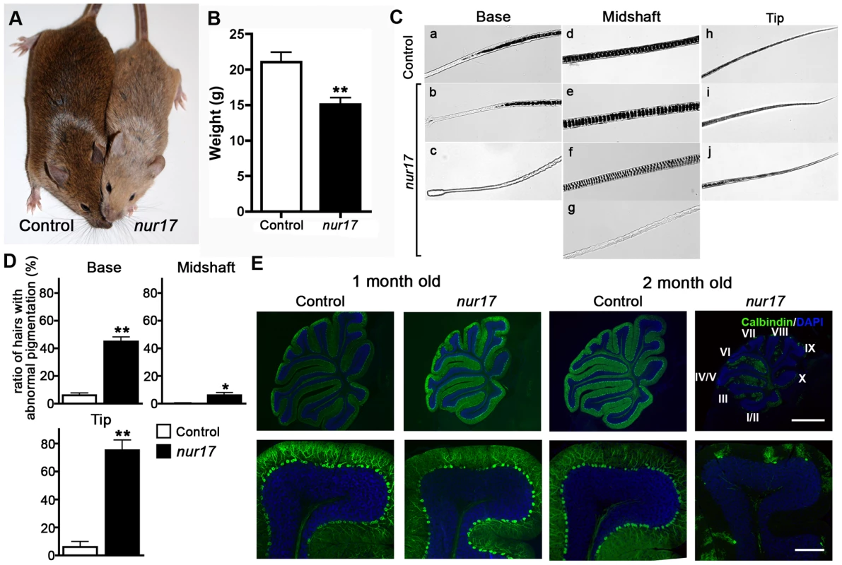 Coat color dilution and Purkinje cell degeneration in <i>nur17</i> mice.