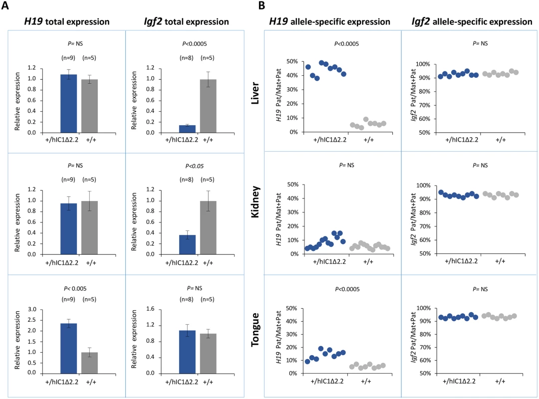 Analysis of <i>H19</i> and <i>Igf2</i> expression in <i>H19</i><sup><i>+/hIC1</i>Δ<i>2</i>.<i>2</i></sup> newborn mice.