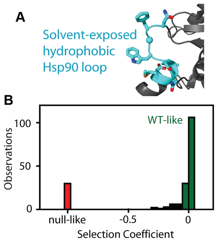 Fitness effects of Hsp90 amino acid substitutions.