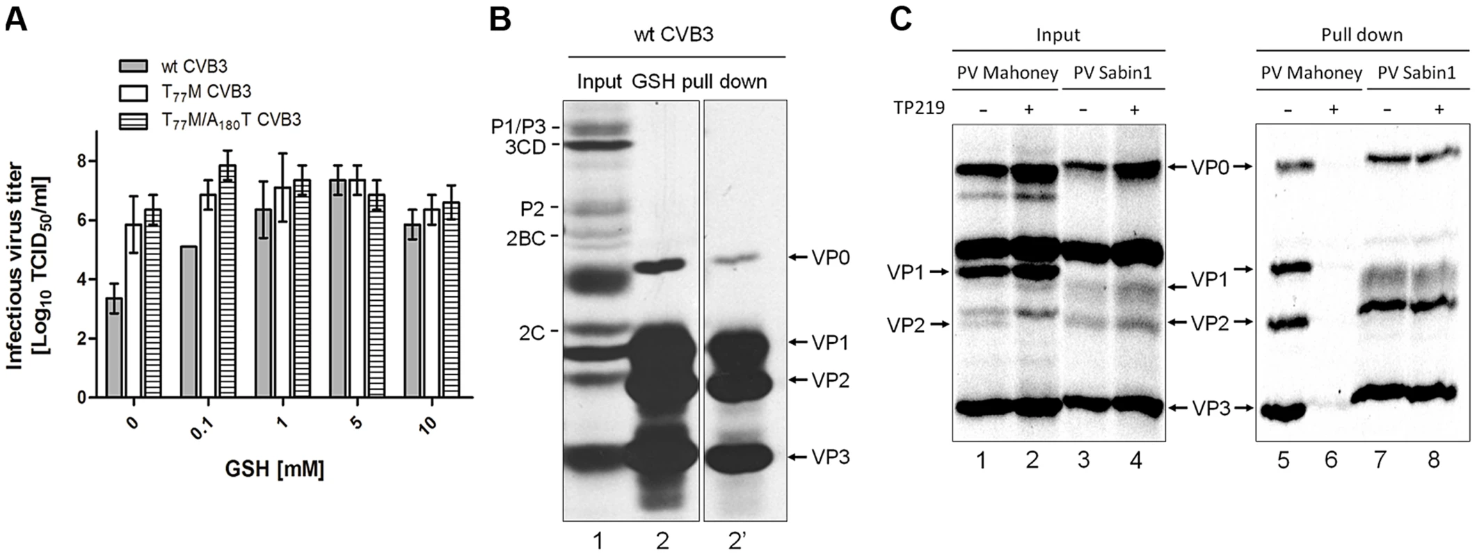 Direct interaction between VP1 and GSH.