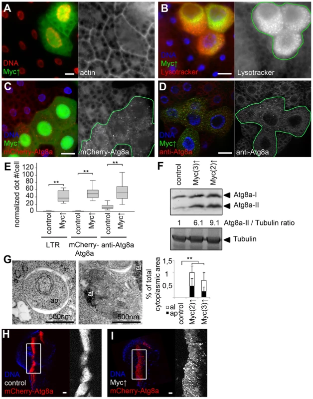 Myc overexpression induces autophagy in Drosophila.