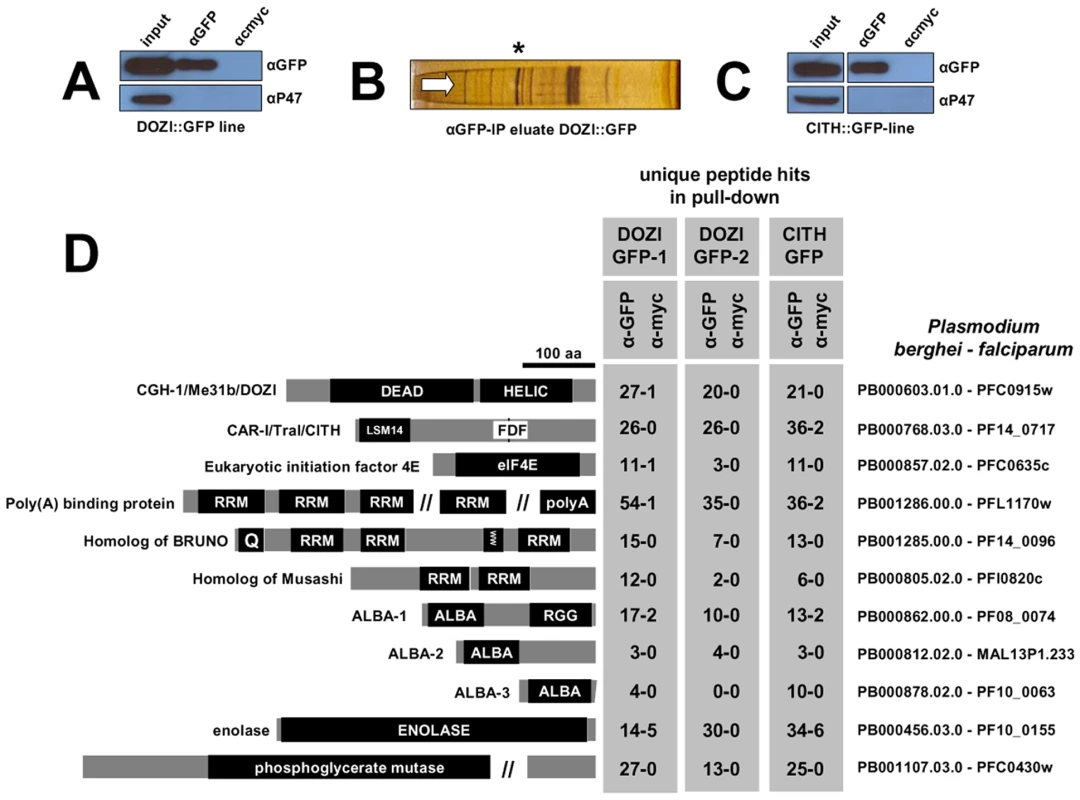Identification of a multiprotein complex engaged in storage of translationally silent mRNAs in female <i>Plasmodium</i> gametocytes.