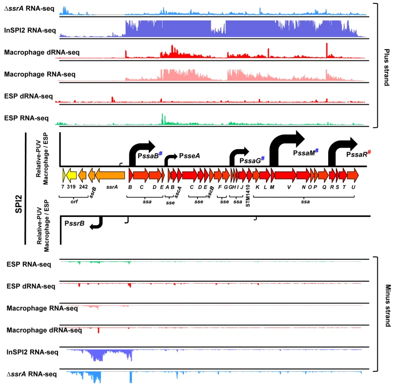The transcriptional organization of SPI2 in intra-macrophage <i>Salmonella</i>.