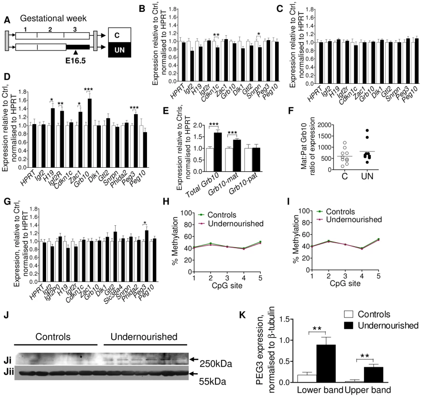 Assessment of candidate imprinted genes at E16.5 in the F1 generation.