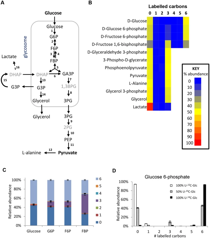 Labelling of glycolytic intermediates from 50% U-<sup>13</sup>C-glucose in BSF <i>T</i>. <i>brucei</i>.