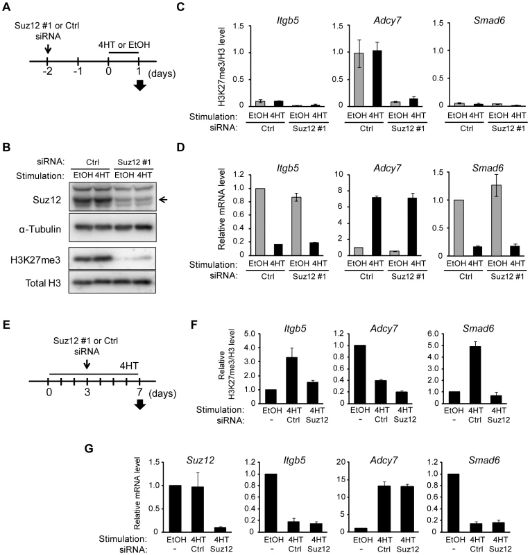 Signaling-induced changes in H3K27me3 level are not required for those in transcriptional activity.