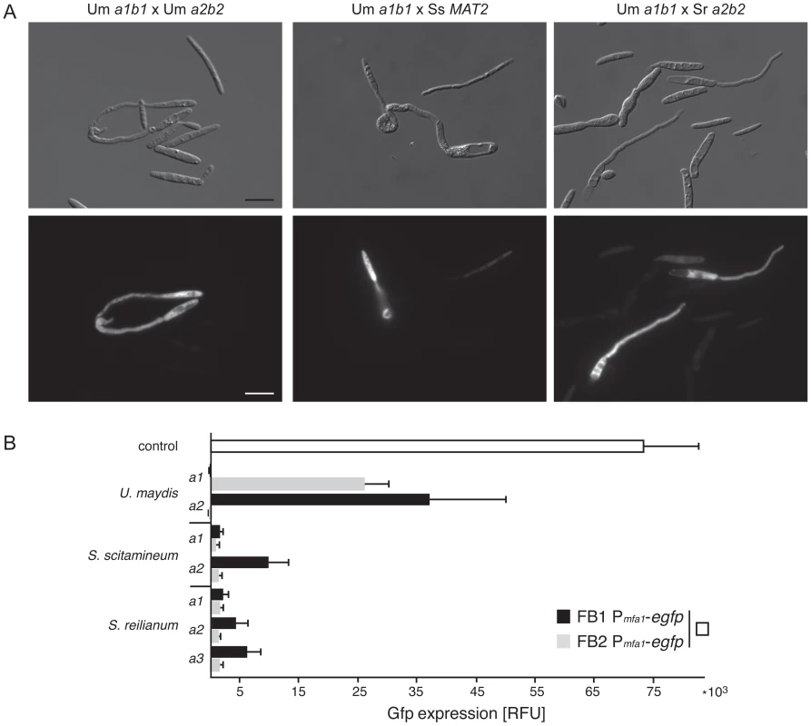 Interspecific induction of mating via pheromone signalling in <i>U. maydis</i>.