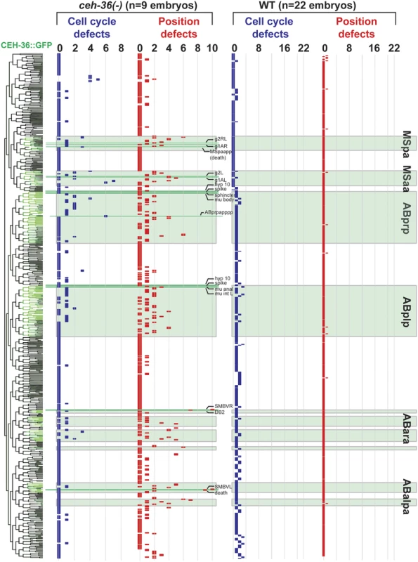 Lineage distribution and penetrance of cellular phenotypes in <i>ceh-36</i> mutants.