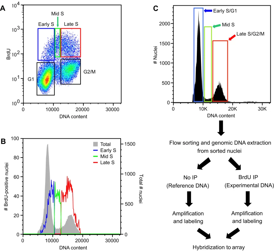Flow cytometric analysis of <i>Arabidopsis</i> cell suspension culture.