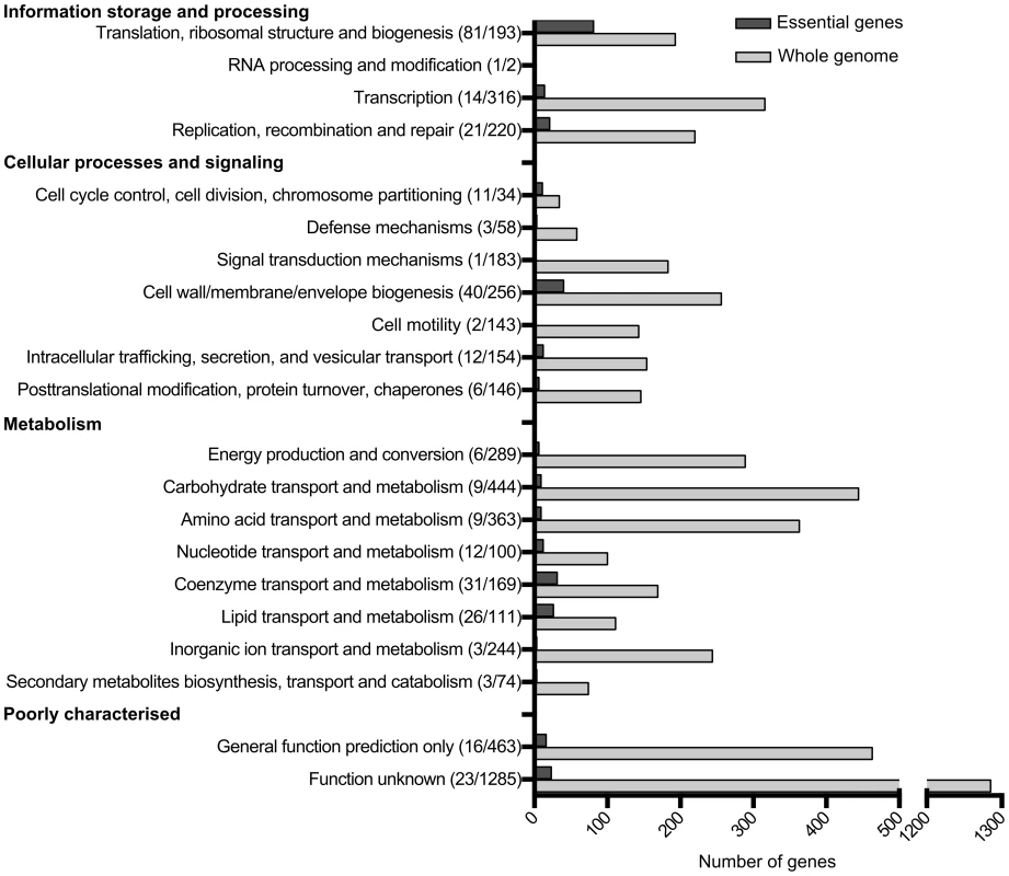 Number of essential genes in each COG functional category.