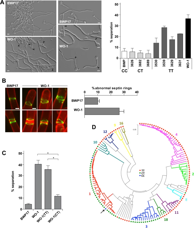 The WO-1 background contains a single nucleotide polymorphism (SNP) in <i>ACE2</i> that increases hyphal separation.