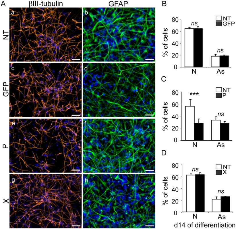 Expression of the <i>bdv-p</i> but not <i>bdv-x</i> gene in hNPCs impairs neuronal differentiation.