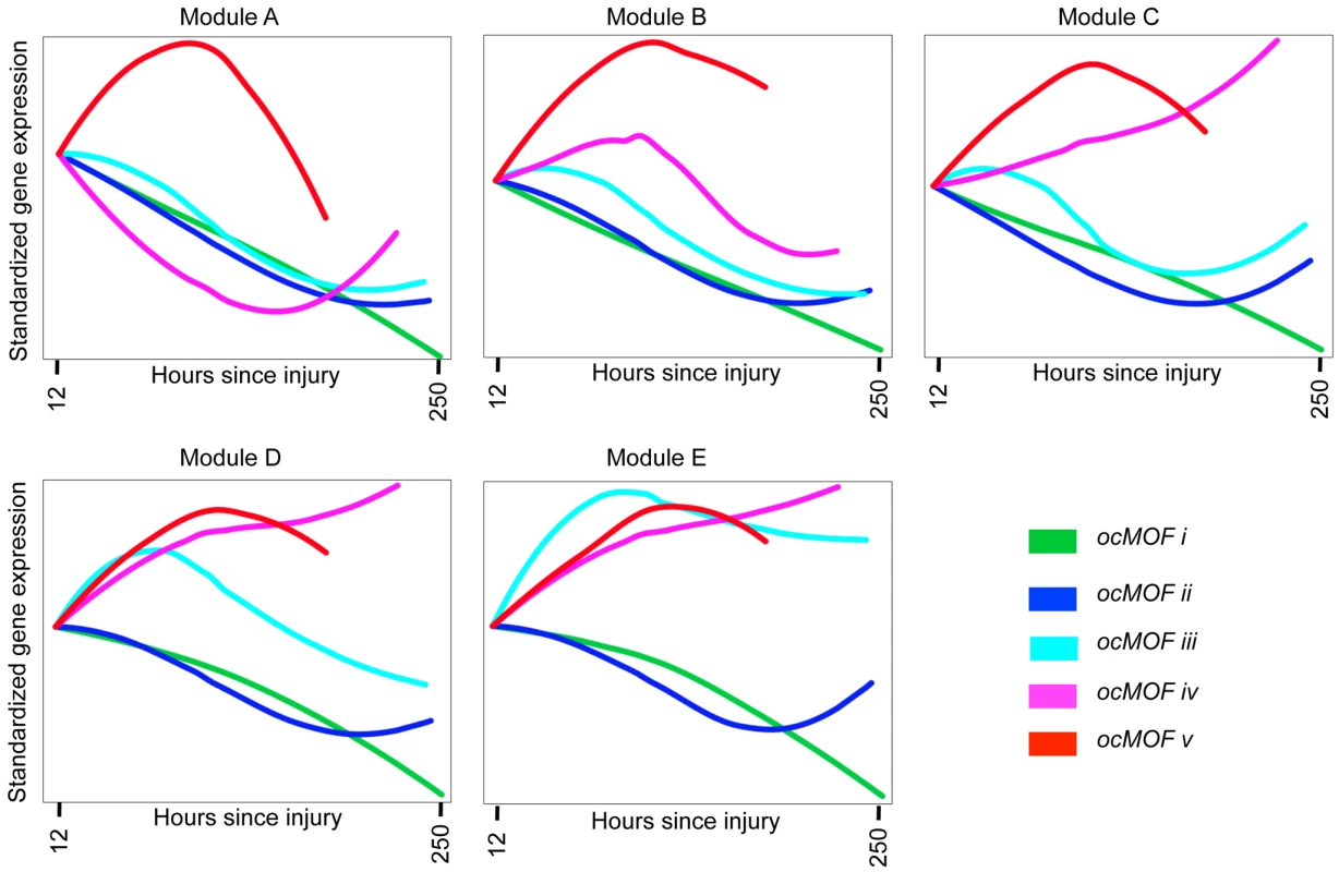 Dynamic co-expression modules and their dominant trajectories across the five ocMOF subgroups.