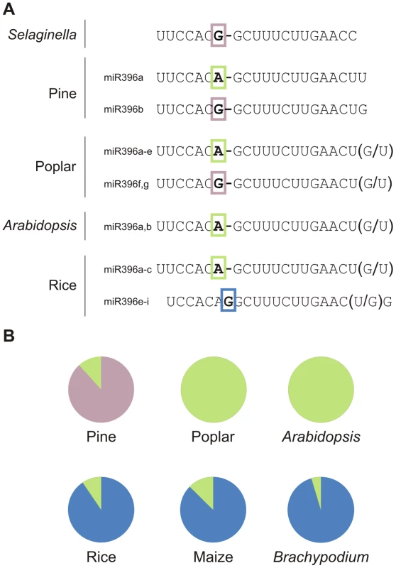 Variations among miR396 family members in plants.