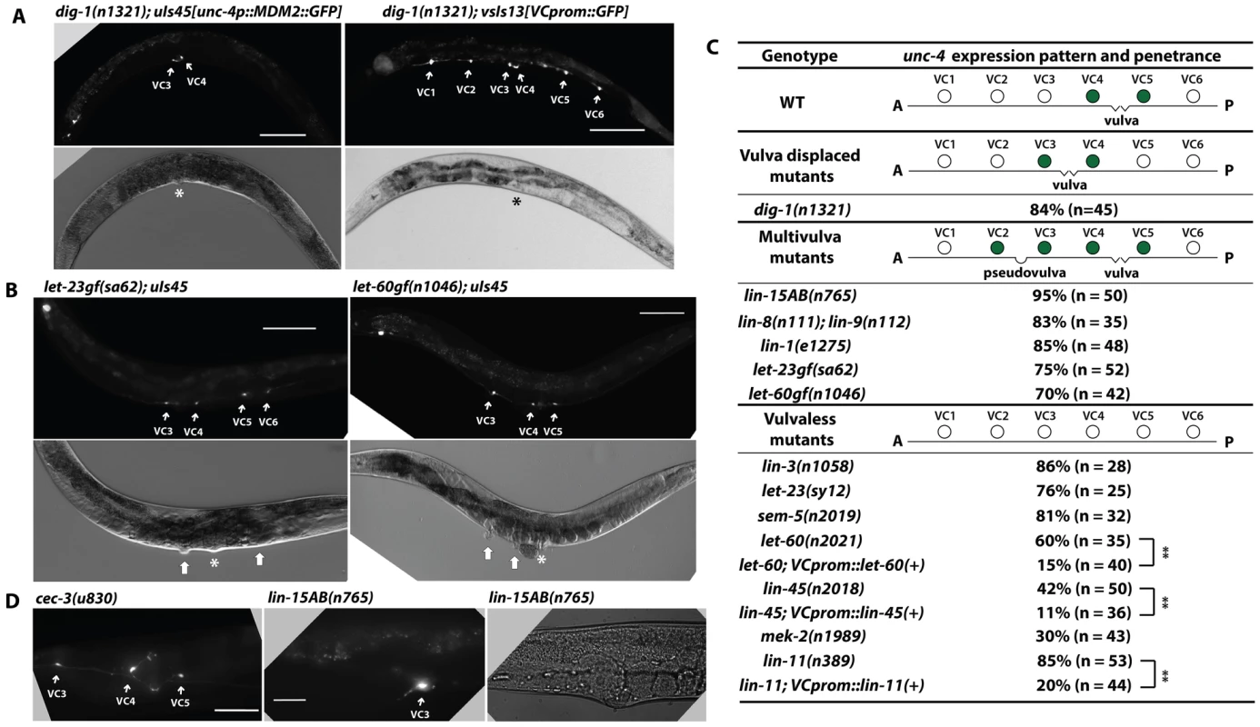 <i>unc-4</i> expression in the vulval VC neurons depends on signals from the developing vulva.