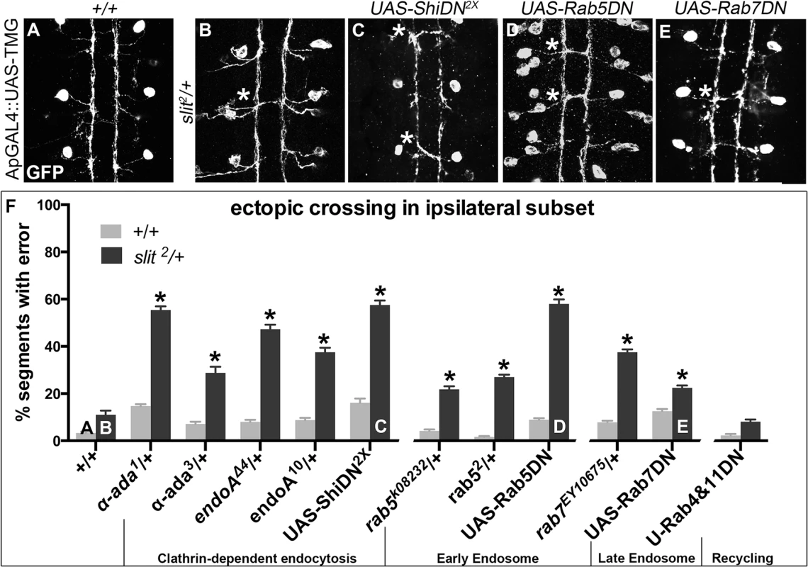 Genetic interactions between Dominant-Negative Transgenes for Clathrin-dependent endocytosis, and endocytosis through the late endosome, and <i>slit</i>.