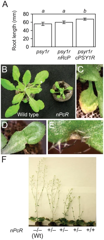 Phenotypes of <i>cRFO2</i> and <i>cPSY1R</i> chimeric RLP and RLK genes.