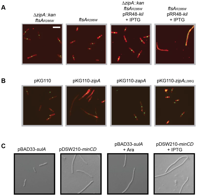 Kil activity <i>in vivo</i> requires ZipA.
