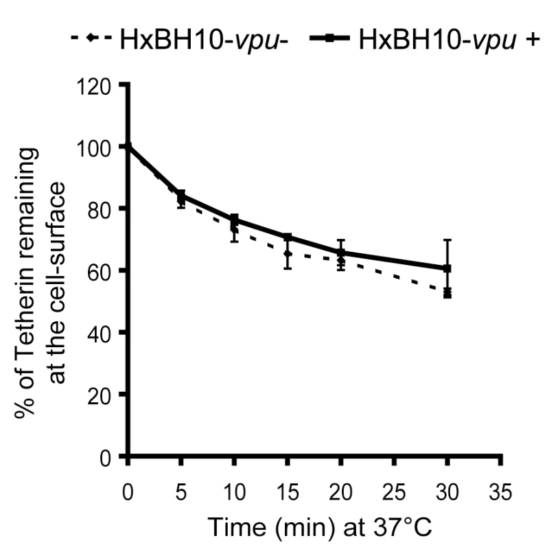 Vpu antagonizes Tetherin without promoting its endocytosis.
