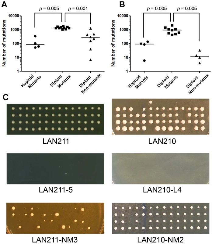 Dependence of mutational load on ploidy and mutant selection.
