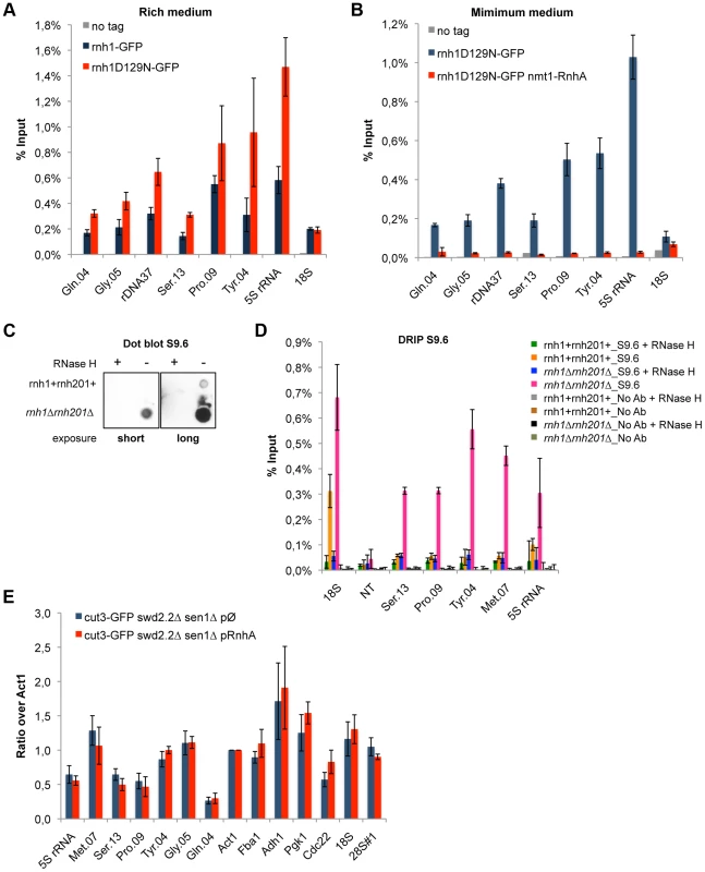R-Loops form in abundance at Pol III-transcribed genes but they do not significantly impact the association of condensin.