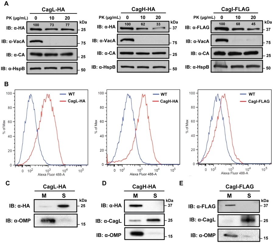 Localization of CagH and CagI.