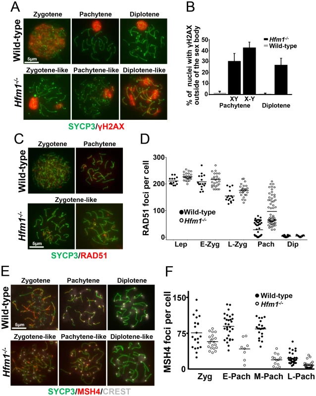 Abnormal accumulation of γH2AX, RAD51, and MSH4 foci in meiotic chromosomes of <i>Hfm1<sup>−/−</sup></i> spermatocytes.