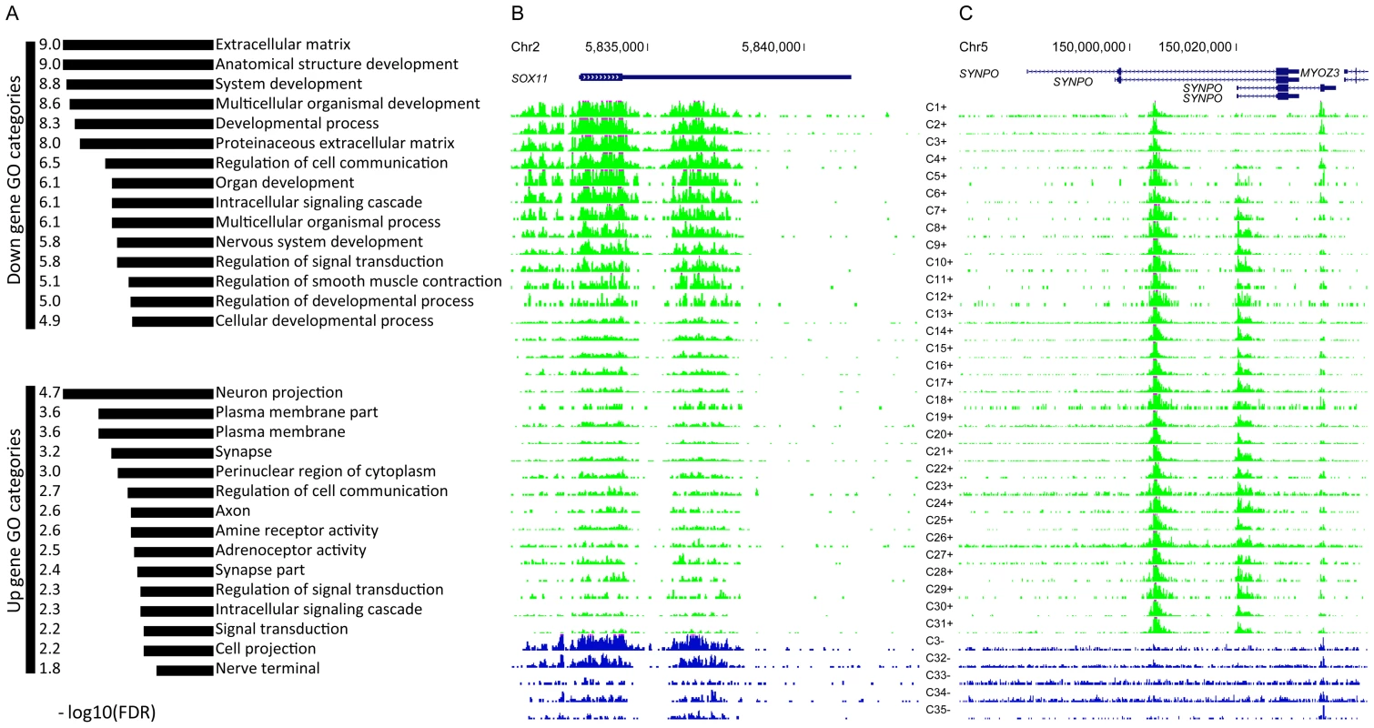 Top GO categories for genes with age-differential peaks.