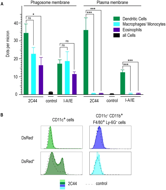 Quantitative analysis of I-A<sup>d</sup>/LACK complexes on the phagosome and the plasma membranes in infected phagocytes.