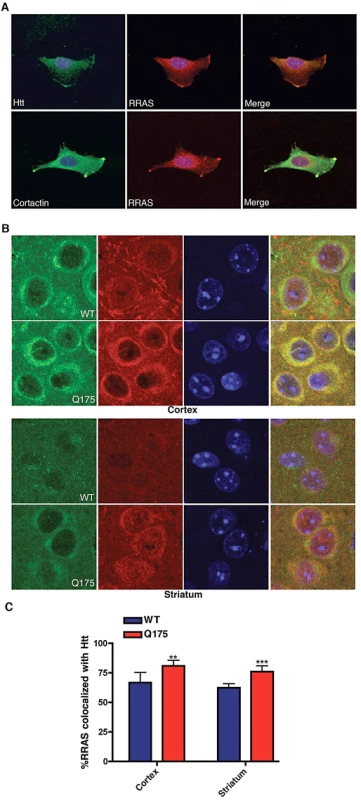 Co-Localization of huntingtin and RRas in ST<i>Hdh</i><sup>Q111/Q111</sup> Cells and Q175 Knock-In Mouse Model.