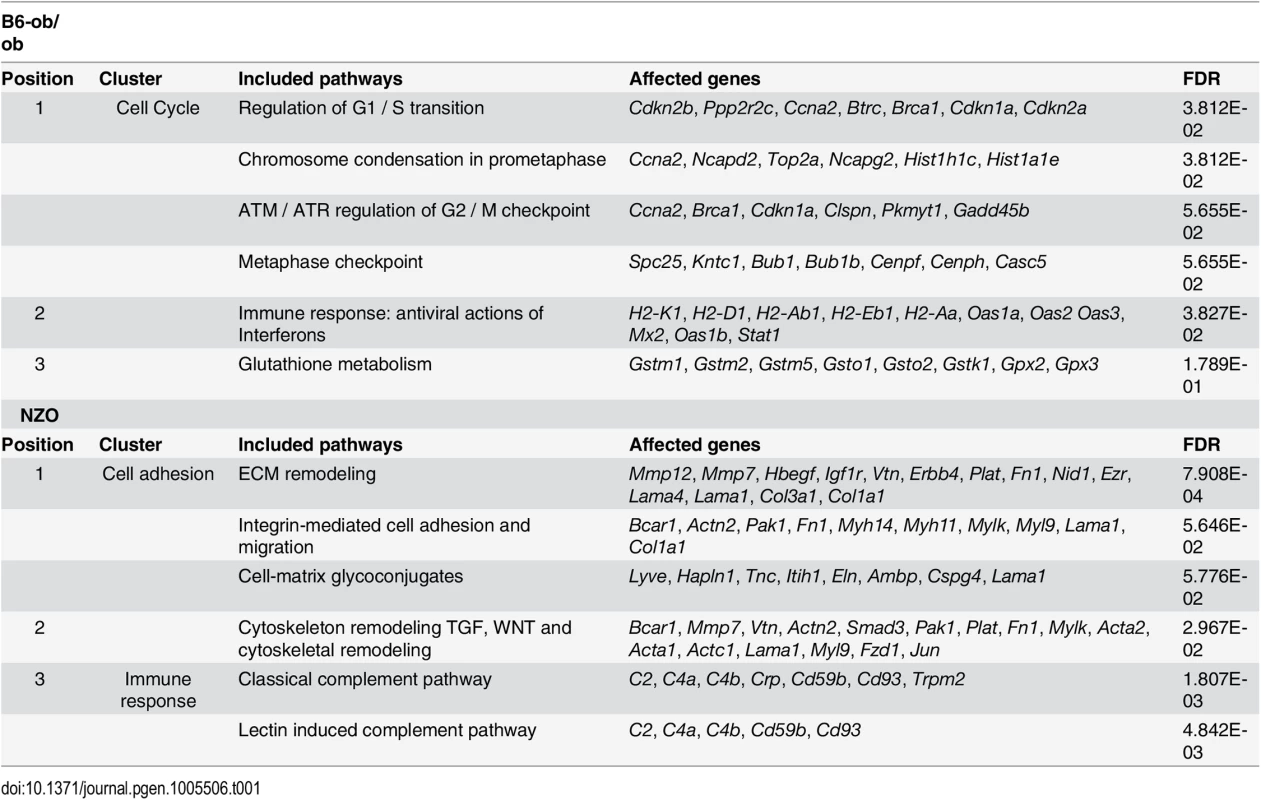 Main pathways up-regulated by carbohydrate feeding in B6-ob/ob and NZO mice as revealed by MetaCore enrichment pathway analysis.