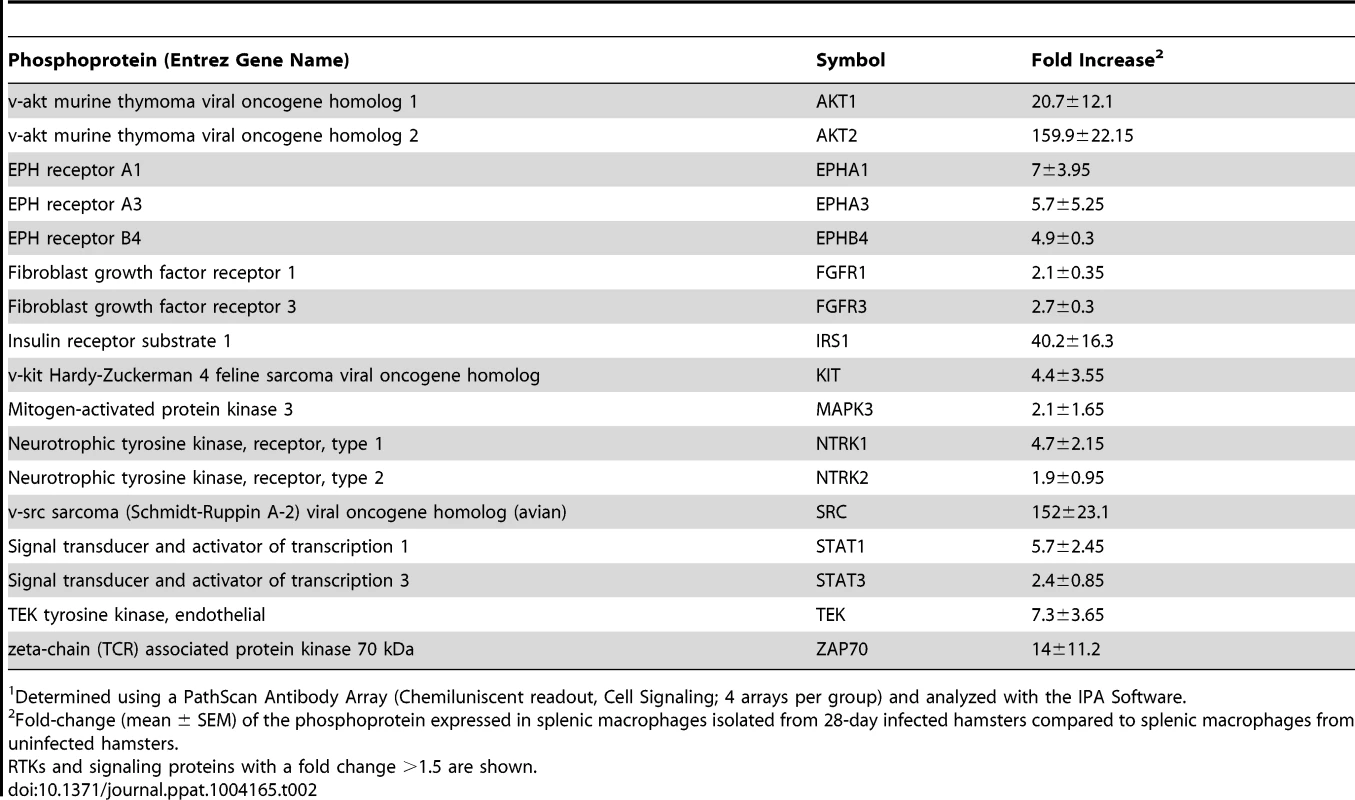Activation of Receptor Tyrosine Kinases and downstream signaling proteins in splenic macrophages from hamsters infected with <i>L. donovani</i>.<em class="ref">1</em>