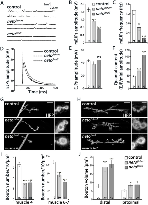 Physiology and morphology defects at <i>neto-β</i> mutant NMJs.