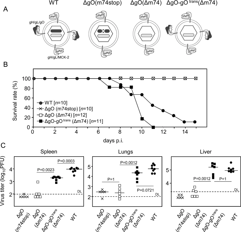 Knock-out of gO strongly impairs infection of otherwise highly-susceptible neonatal mice.