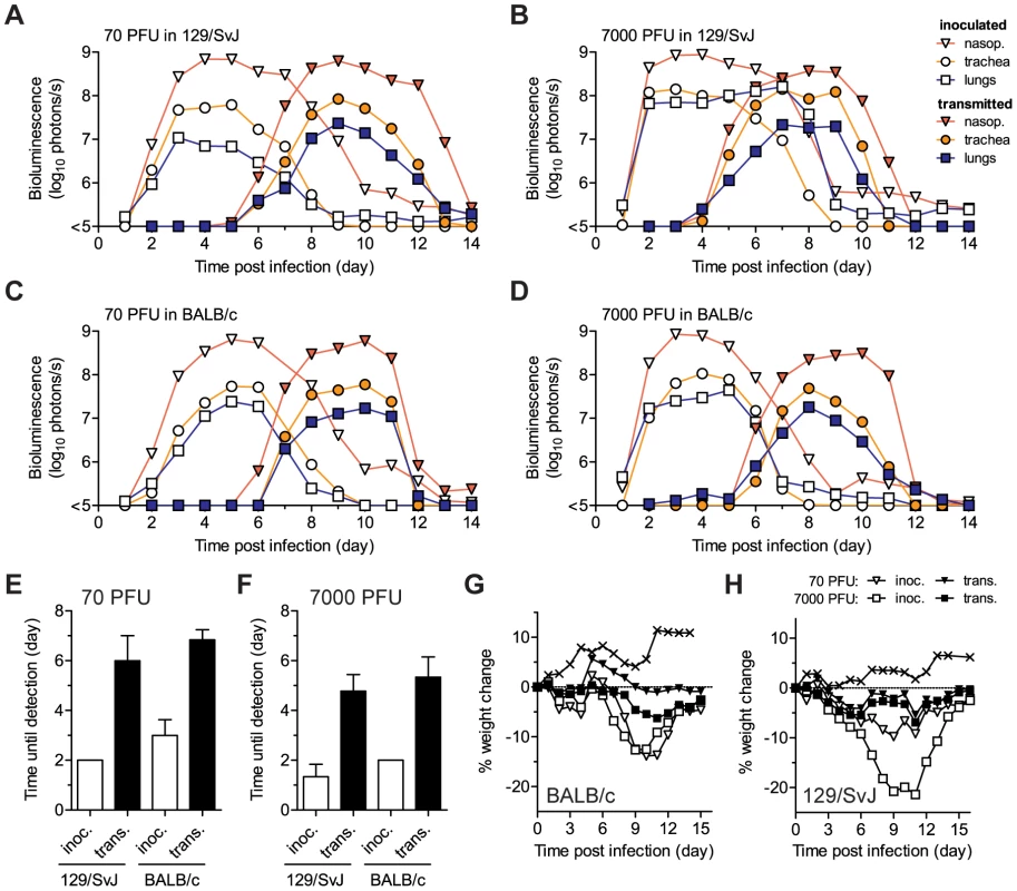 Timing and tissue-tropic spread of Sendai virus infection after contact transmission.