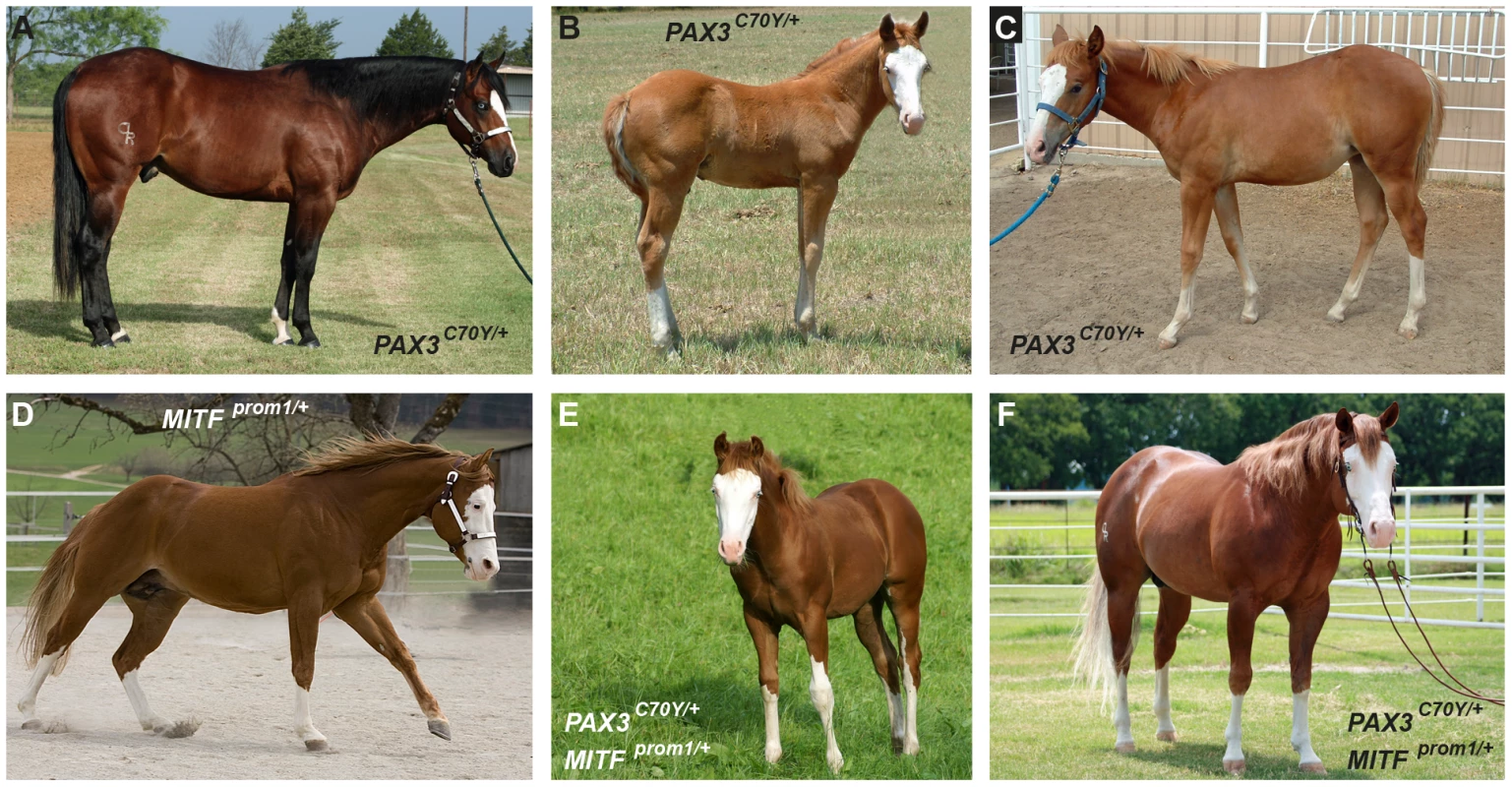 Phenotypes of splashed white horses from a Quarter Horse family.