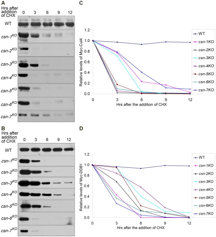 Components of Cul4-DDB1 E3 ubiquitin ligase unstable in all <i>csn</i> mutants.