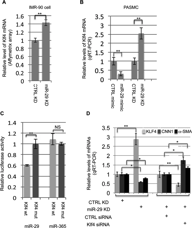 miR-29 regulates KLF4.