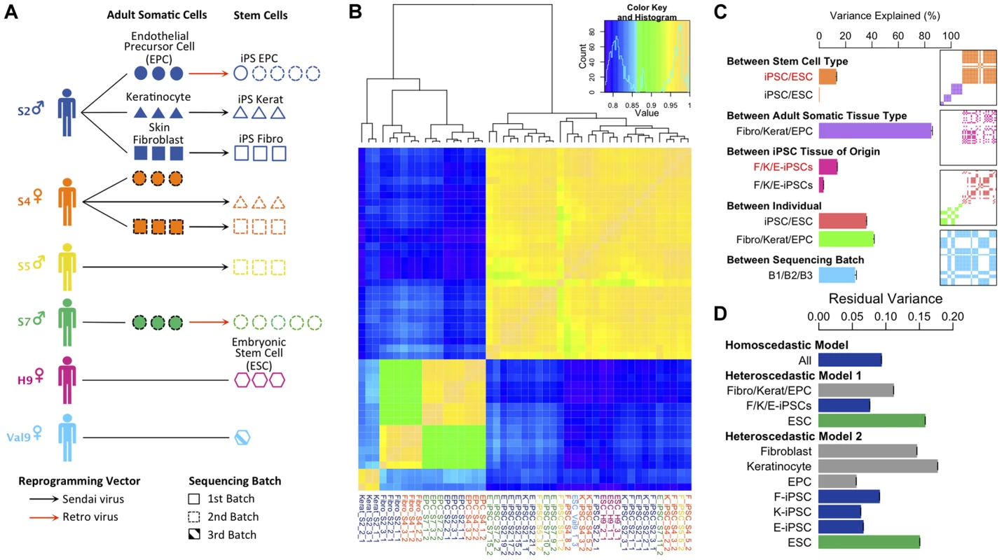 Experimental design and variance components analysis of transcription in iPSCs, somatic progenitors, H9 and Val9 embryonic stem cells.