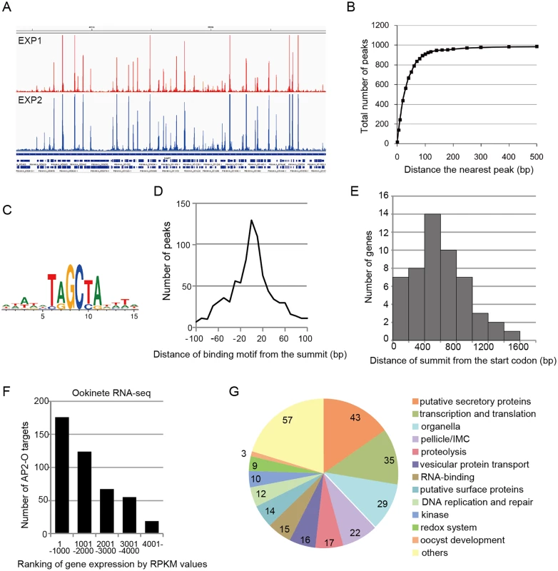 AP2-O targets over 500 genes in the genome.