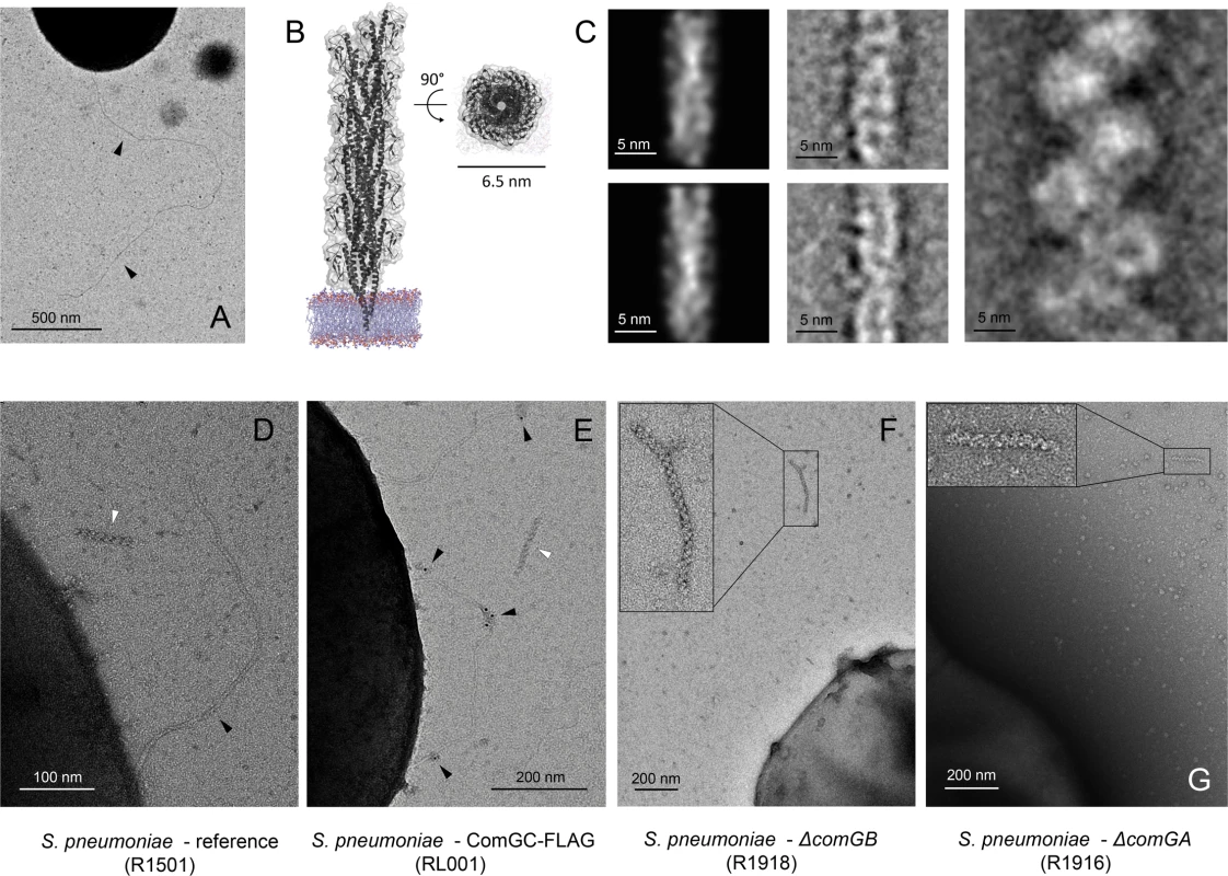 Pneumococcal transformation pilus controversy: Long, T4P-like transformation pilus versus short, ‘plaited’ polymers.