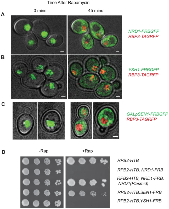Nuclear depletion of Pol II termination factors.