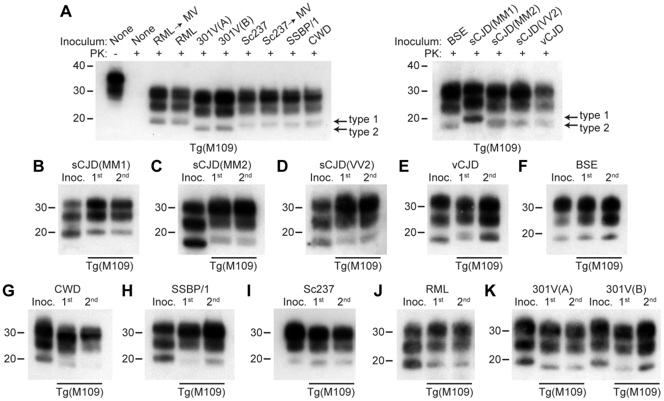 Analysis of PK-resistant PrP<sup>Sc</sup> in Tg(M109) mice inoculated with diverse prion isolates.