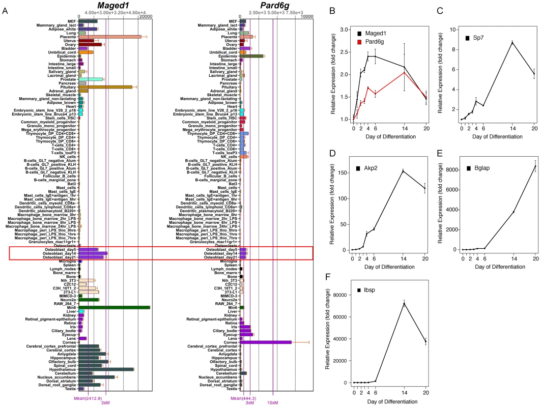<i>Maged1</i> and <i>Pard6g</i> are expressed in osteoblasts.