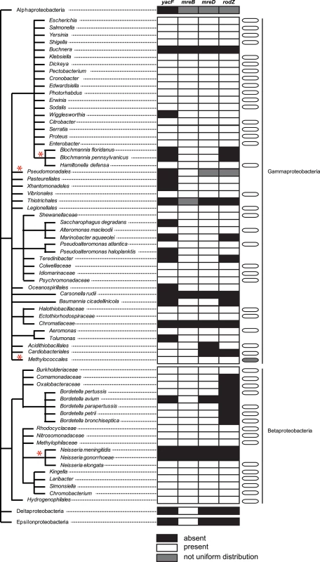 Distribution of <i>yacF</i> and other key components of the elongation machinery in proteobacteria.