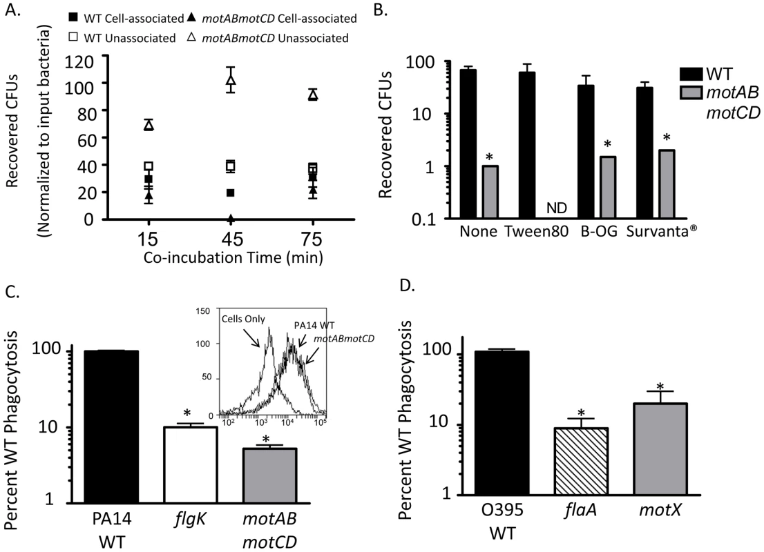Microbiocidal activity and limited bacteria-cell contact does not provide for decreased phagocytic clearance of non-swimming bacteria.
