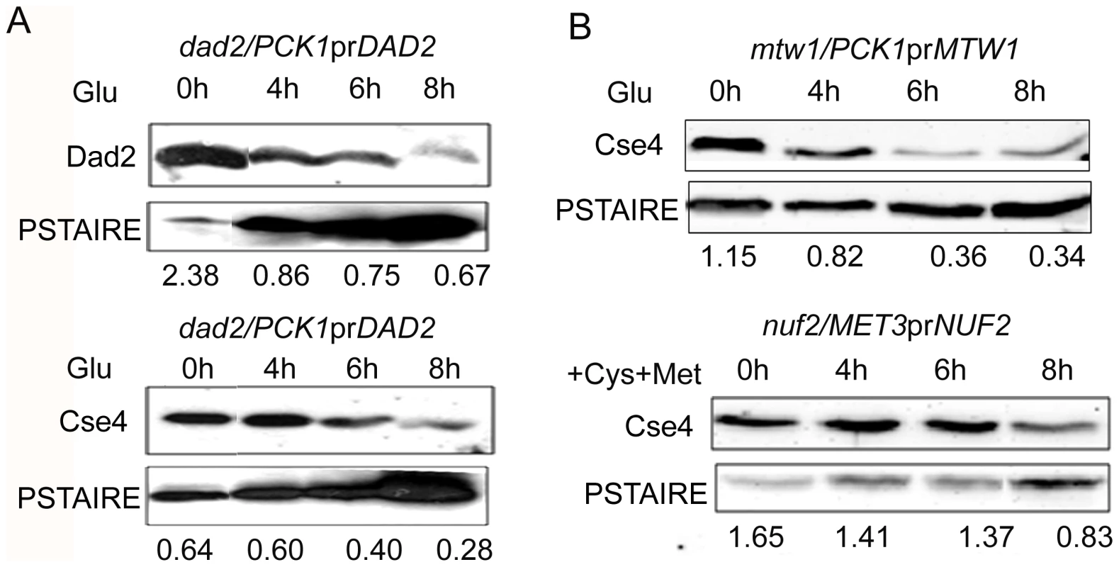 CENP-A is protected by the kinetochore ensemble.