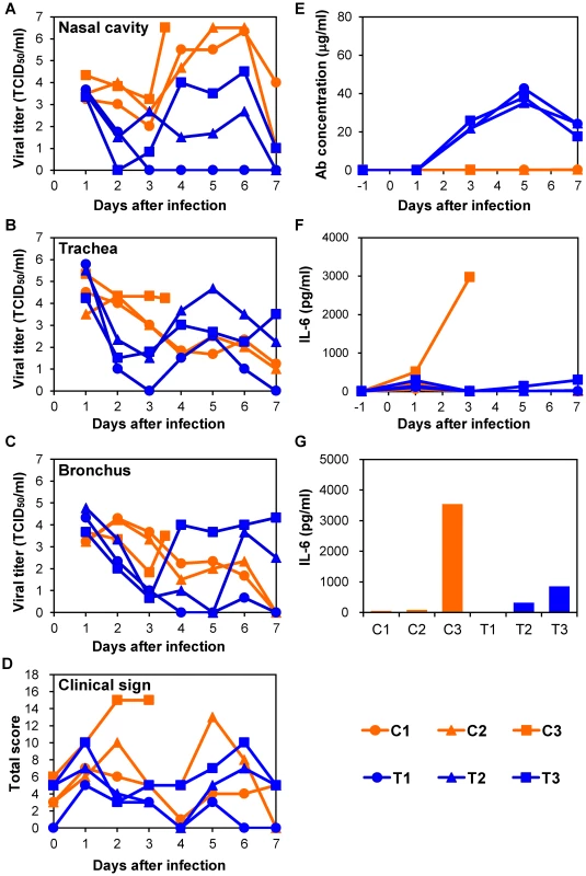 Protection of immunocompetent macaques treated with MAb ch61 against VN3040 infection.